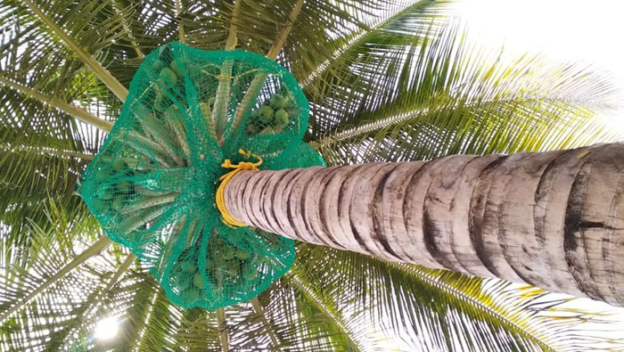 Coconut Safety Nets In Hyderabad